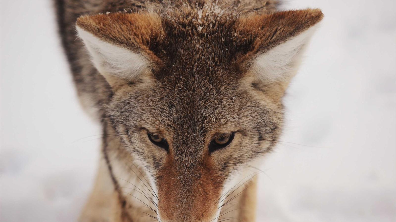 Imagen del artículo sobre informe digital de inspección de vivienda