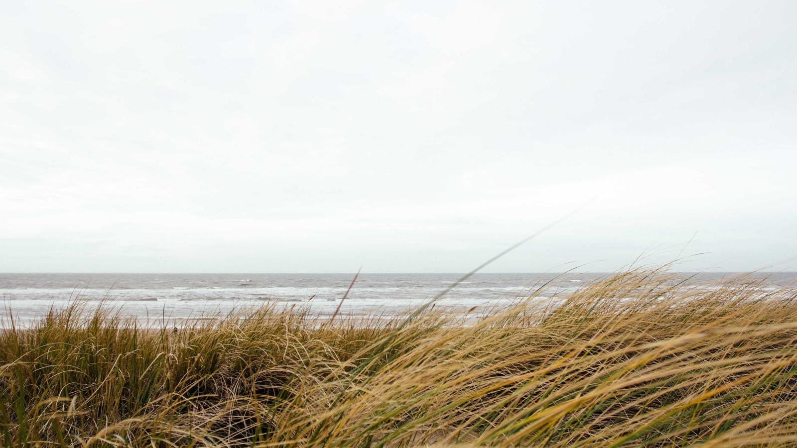 Imagem do artigo sobre alternativas ao Spectora