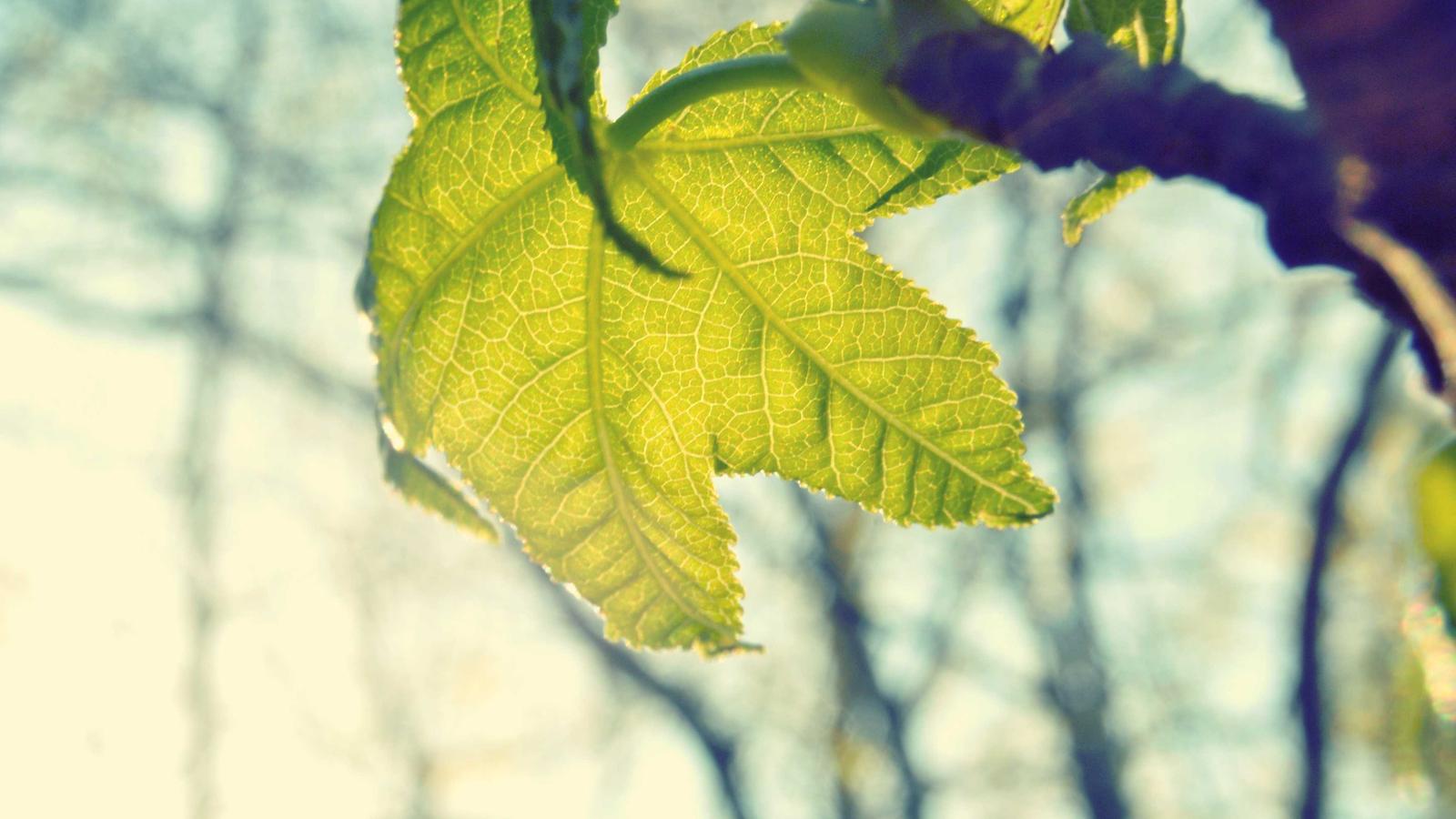 Imagem do artigo sobre relatório digital de vistoria residencial